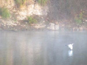 Egret, mornings, Fair Oaks Bridge, Fair Oaks Bluffs, American River, wildlife, ducks, seagulls. fog, mystery, fairies