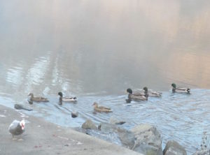 fog, mist, American River, Fair Oaks Bridge, river, Canada Geese, ducks, seagull, boat launch ramp