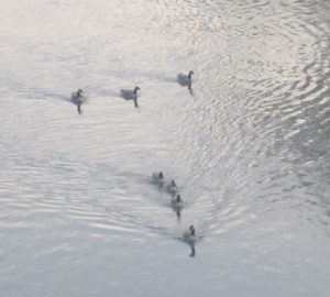 stillness, still, morning, Canada Geese, American River, Fair Oaks Bridge, nature, wildlife, outdoors