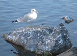 seagull, salmon, morning, Fair Oaks Bridge, wildlife calls, Fair Oaks Bluffs, Fair Oaks Village, wildlife, writing, 