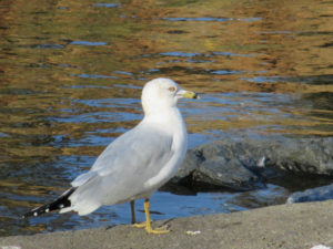 seagull, seagull calls, morning, Fair Oaks Bridge, American River, water, feeding