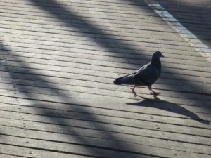 pigeons, seagulls, American River, wildlife calls, Fair Oaks Bridge, Fair Oaks, Fair Oaks Bluffs, mornings, river, wildlife, rituals, breakfast, feeding, 