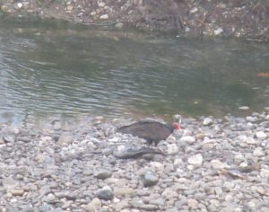 turkey vulture, salmon, American River, Fair Oaks Bridge, mornings, water, writing, outdoors, nature