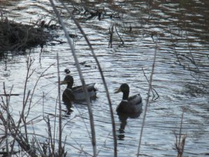 symphony, ducks, Canada Geese, mornings, Fair Oaks Bridge, Fair Oaks, American River