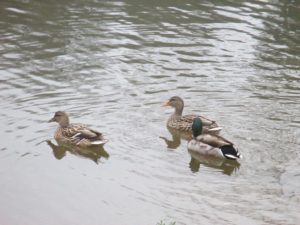 Fair Oaks Bridge, Fair oaks, ducks, Mallards, quack, morning, pandemonium, Canada Geese