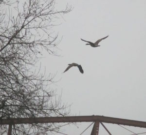 symphony,Canada Geese, morning, ducks, Fair Oaks Bridge, Fair Oaks, American River