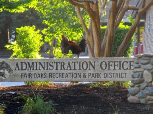 wake up, Fair Oaks Village, Fair Oaks Park, Fair Oaks Bridge, Canada Geese, Egret, Great Blue Heron, American River, water, mornings, chickens, roosters, 