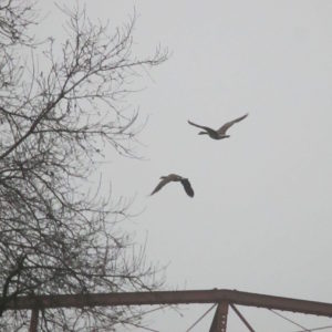 Canada Geese, mornings, Fair Oaks Bridge, writing, nature, wonder, questions