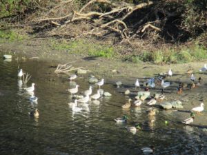 seagulls, Jims Bridge, Fair Oaks, ducks, American River