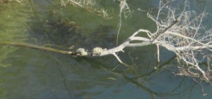 turtles, wake up, Fair Oaks Bridge, American River, water, turtles