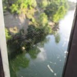 spider web, experience, beauty, Fair Oaks Bridge, American River, Fair Oaks Bluffs