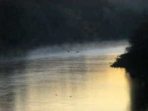 mornings, shadows, mist, Fair Oaks Bridge, nature, Canada Geese, writing, American River