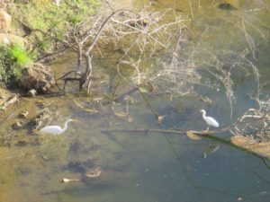 flyway, Egret, ducks, mallard, quack, Fair Oaks Bridge, Fair Oaks, morning, wildlife, water, American River