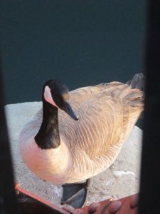 Canada Goose, mornings, Fair Oaks Bridge, American River, wildlife, writing, nature, chill, whisper, honk