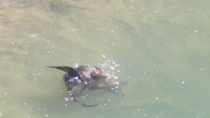 river otters, American River, Fair Oaks, Fair Oaks Bridge, water, mornings, wildlife, nature