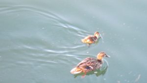 first ducklings, American River, fair Oaks Bridge, mornings, water, wildlife