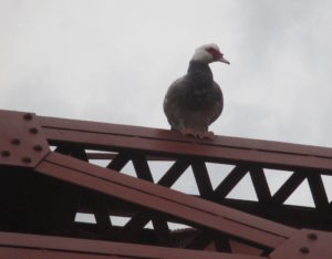 Muscovy duck, native, American River, Fair Oaks, Fair Oaks Bridge, water, outdoors, nature, writing,