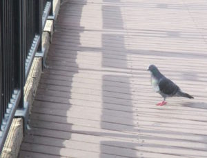 morning companions, pigeons, Fair Oaks Bridge, walk, American River, mornings, food, breakfast