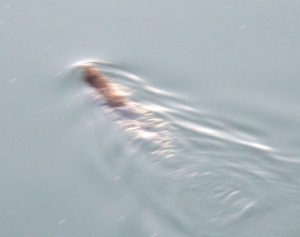 otter, Fair Oaks Bridge, American River, mornings, swim, morning companions