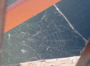 spider webs, geometry, Fair Oaks Bridge, American River, water, weave, nature, writing,