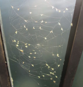 spider webs, geometry, Fair Oaks Bridge, mornings, American River,nature, outdoor, writing, wonder