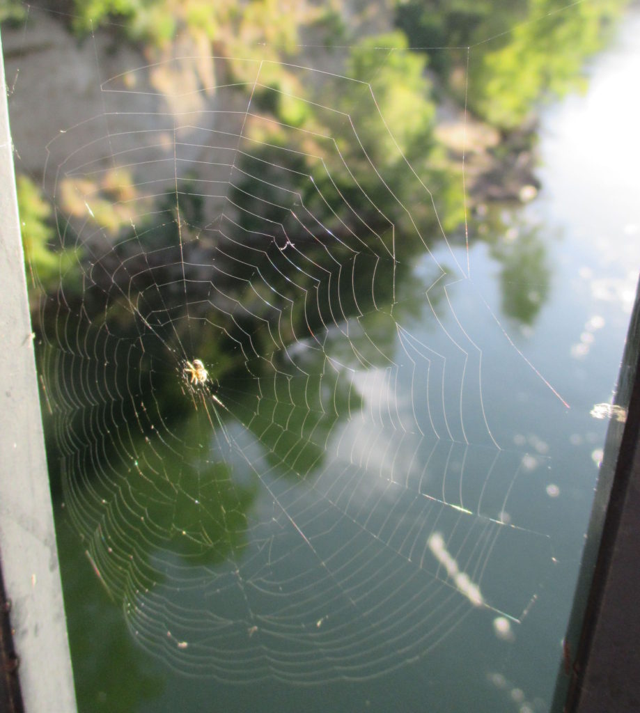 spider webs, mornings, Fair Oaks Bridge, American River, mornings, geometry