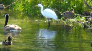 experience, nature, outdoors, Fair Oaks Bridge, Canada Geese, goslings,Egret, mornings, American River
