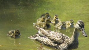 ducks, ducklings, Mallard, American River, Canada Geese, food, eat, swim, water, river, guard, babies, peep, observe, nature, writing, outdoors