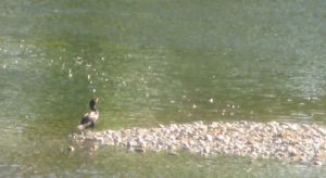 beauty, Fair Oaks, American River, water, beauty, mornings, nature, writing Cormorant, ducks, wildlife,