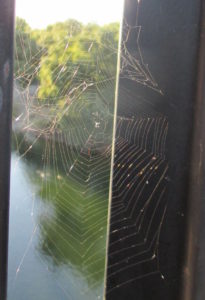spider webs, mornings, Fair Oaks, webs, spider, greetings, Fair Oaks Bridge, Fair Oaks Bluffs, American River, water, spider