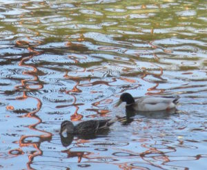 ducks, American River, Fair Oaks Bridge, Fair Oaksk mornings, nature, 