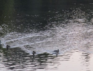 ducks, American River, water, Fair Oaks, Fair Oaks Bridge, mornings
