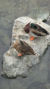 ducks, sleeping, mornings, Fair Oaks, American River, jim's bridge