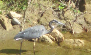 Great Blue Heron, patrol, American River, Fair Oaks Bridge