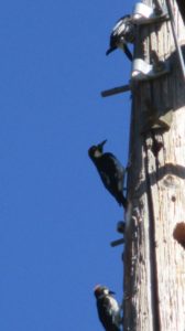 woodpecker, telephone pole, 