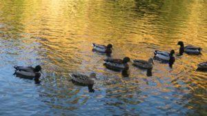 Mallard, duck, fishermen, American River, Fair Oaks Bridge, Fair Oaks Bluff, sunrise, water, nature, outdoor, photography