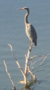 peaceful, Great Blue Heron, American River, mornings, Fair Oaks Bridge, beauty, wildlife