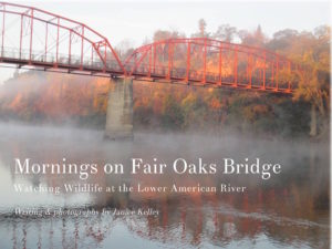 Mornings on Fair Oaks Bridge, Fair Oaks, American River, mornings, book, photography, wildlife