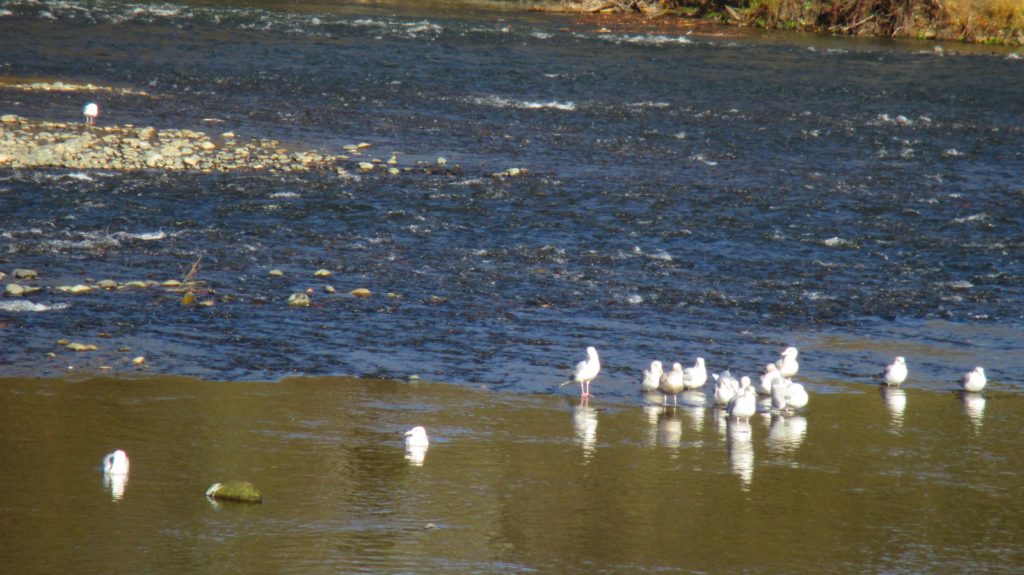 seagulls, group, salmon, American River,