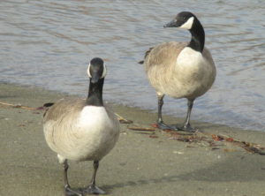 Canada geese, boat launch ramp, American River, Fair Oaks Bluff