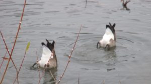 Canada Geese, mornings, American River, water, Fair Oaks Bridge, beauty, peace, nature, outdoors, wildlife, waterfowl, ducks,