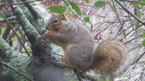 squirrel, eat, tree, hide, American River Parkway,