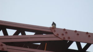 Fair Oaks Bridge, American River, mornings, nature, birds, observation, writing, outdoors