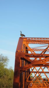 Canada Goose, mornings, Fair Oaks Bridge, American River, water, outdoors, nature, observation, write, beauty, Truss