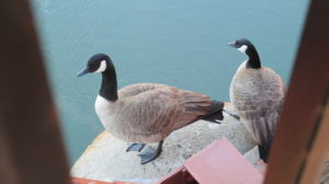 Canada Geese, Fair Oaks Bridge, pier, American River, mornings, nature, outdoors, beauty,