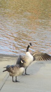 Canada Geese, ducks, guard, boat launch ramp, American River, fishermen, eat, boat, battle, squabble