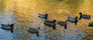 mornings, American River, wildlife, waterfowl, ducks, observation, quiet, peaceful, swim, riverbank, Fair Oaks Bridge