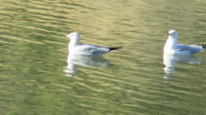 seagulls, swim, boat launch ramp, American River, Fair Oaks Bridge, mornings, stories, breakfast