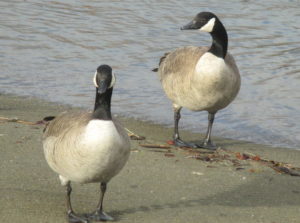 music, Canada Geese, mornings, Fair Oaks Bridge, boat launch ramp, beauty, scene, American River, honk