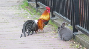 rabbit, bunny Fair Oaks Bridge, mornings, breakfast